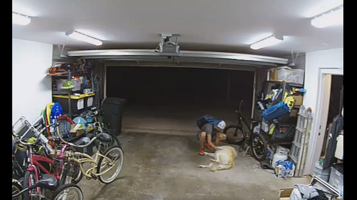 Unusual Encounter: Bike Thief Pauses to Pet Family Dog Mid-Crime